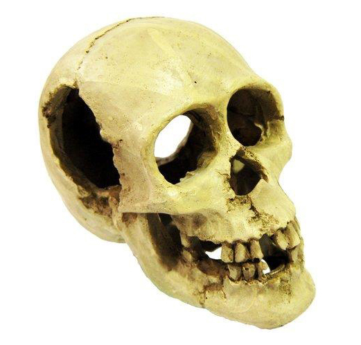CALAVERA NATURAL 16X10X12