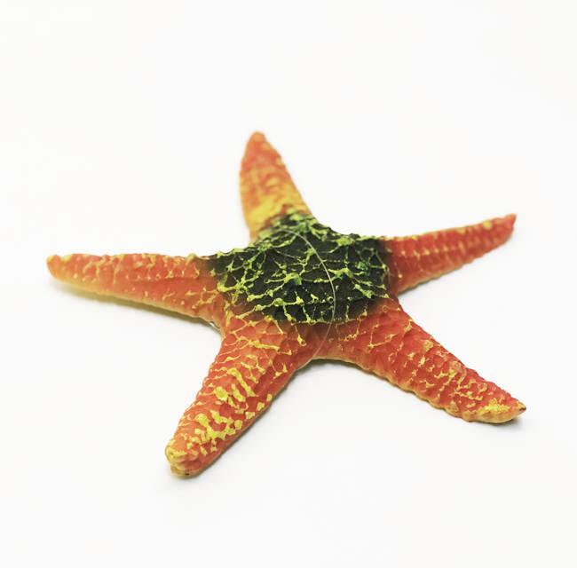 ESTRELLA DE MAR 19X19X3