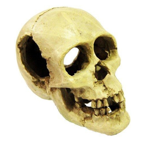 [CH4619] CALAVERA NATURAL 16X10X12