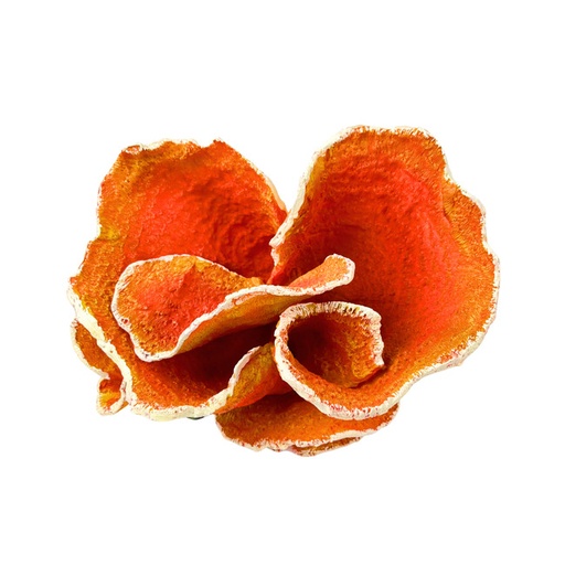 [CH77717C] PLANTA CORAL DE RESINA