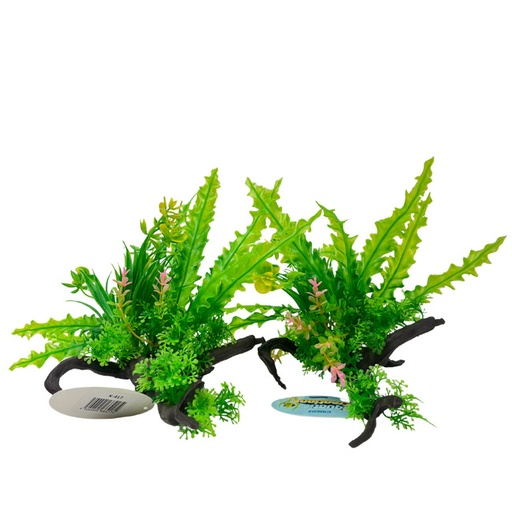 [K417] PLANTA PARA ACUARIO
