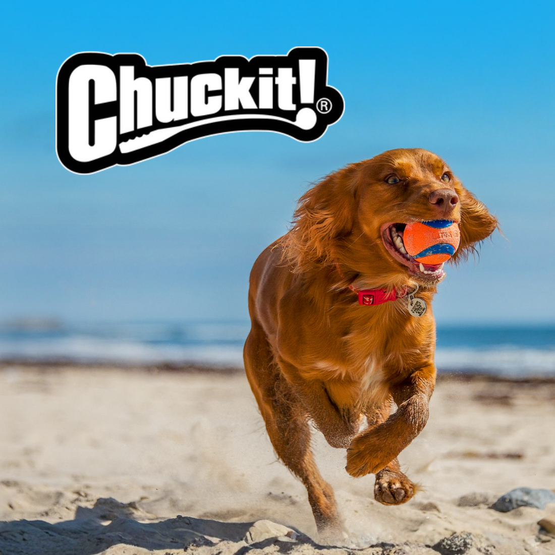 CHUCKIT